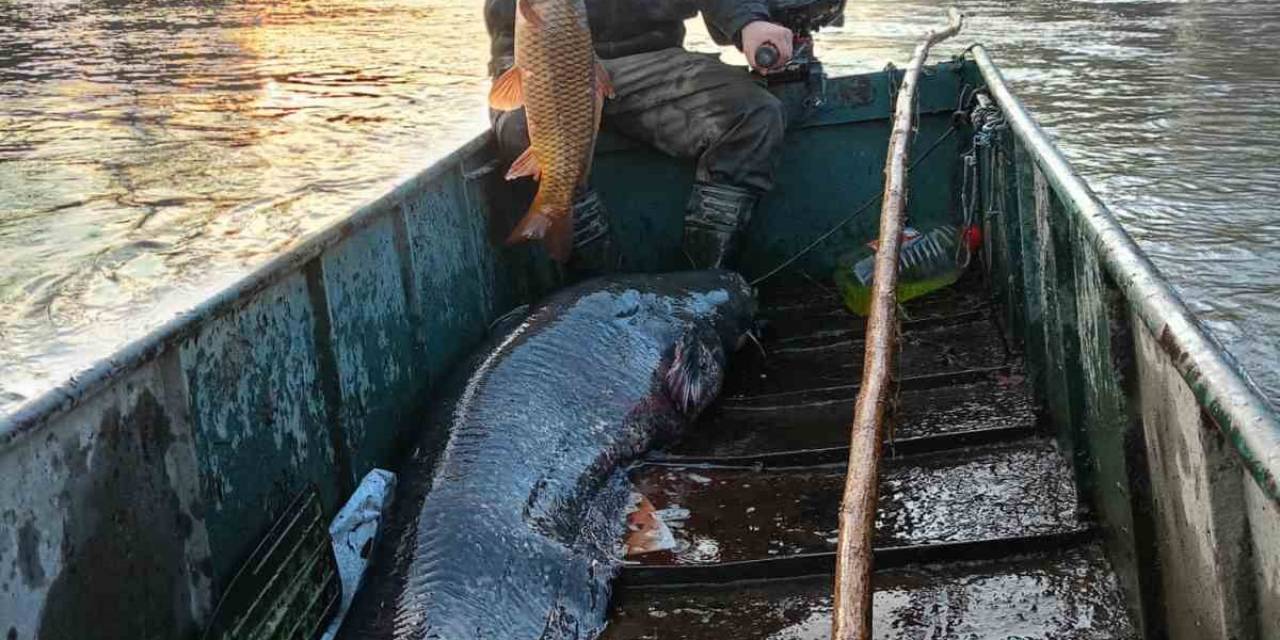 Meriç Nehrinde Dev Yayın Balığı Yakalandı