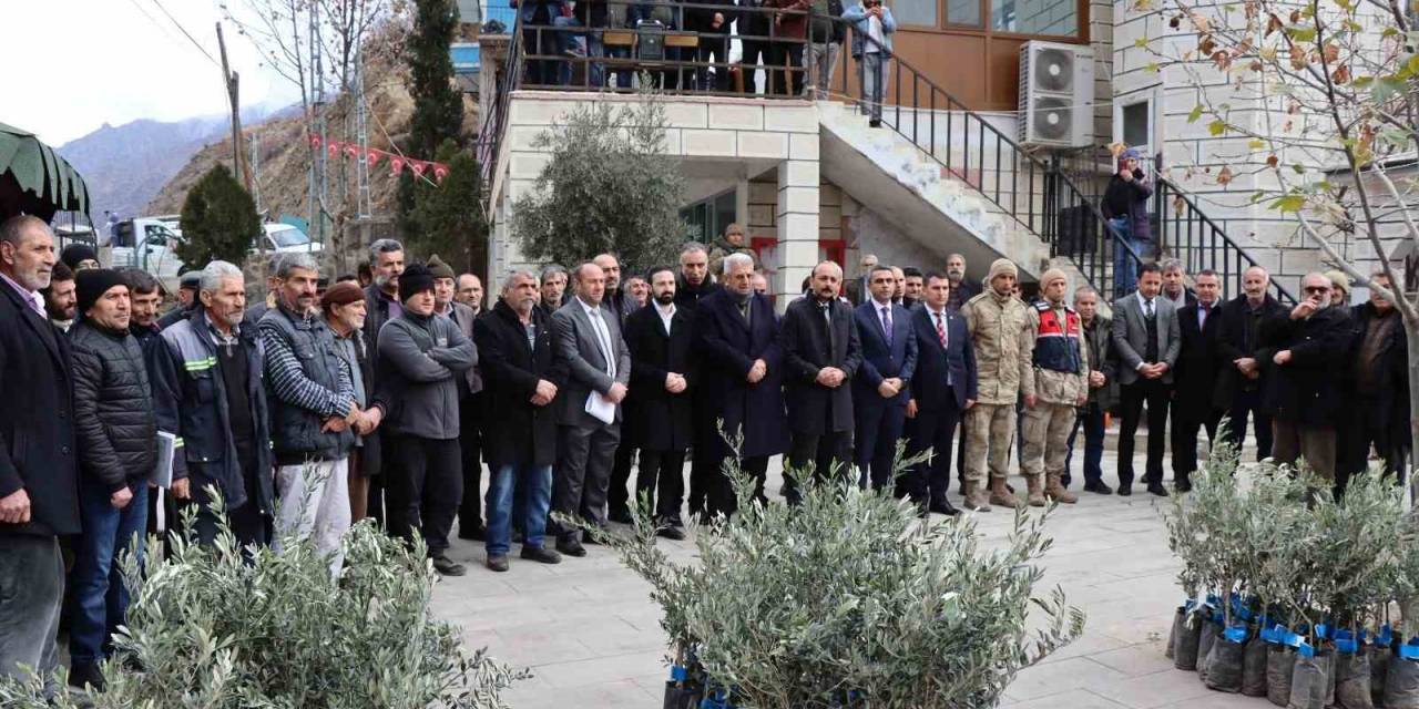 Ayvalı Mahallesi’nde 2 Bin 600 Zeytin Fidanı Dağıtıldı