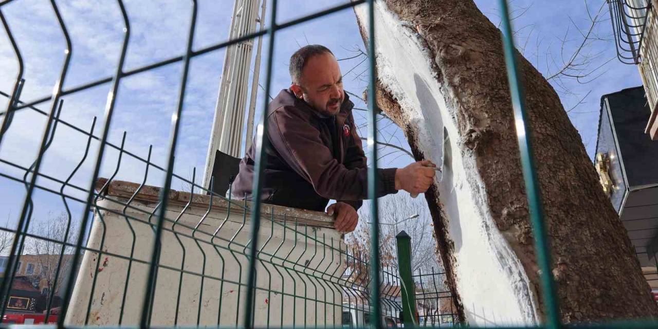 Uşak’ta 100 Yıllık Çınar Ağacı Bakımdan Geçti