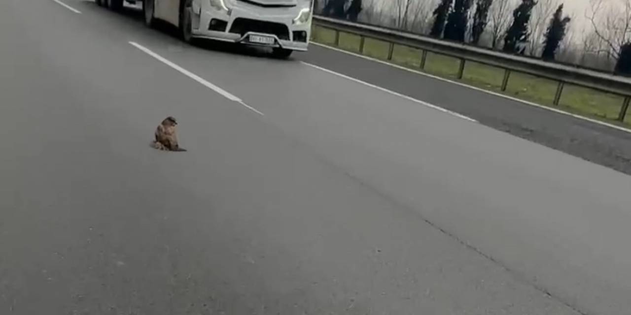 Tem’de Şahin Kurtarma Operasyonu