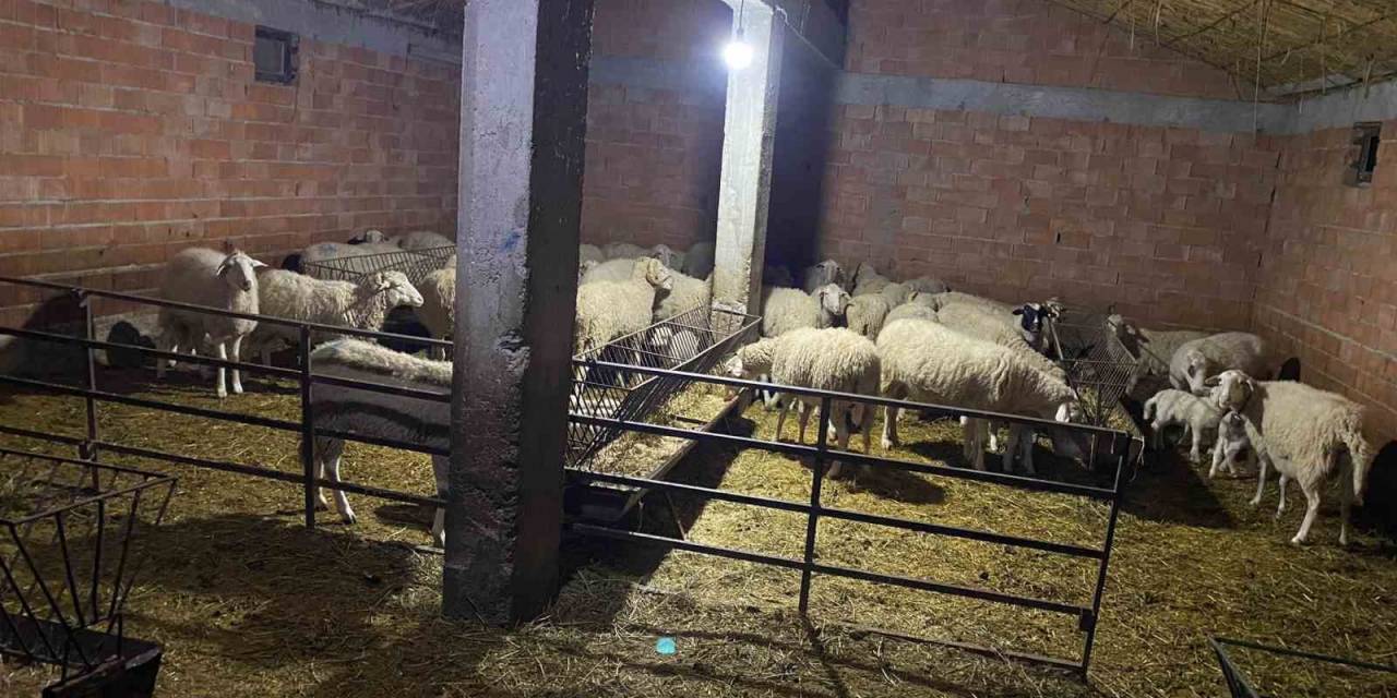 Çoban Yanında İşe Girdiği Sürü Sahibinin 70’e Yakın Hayvanını Çaldı