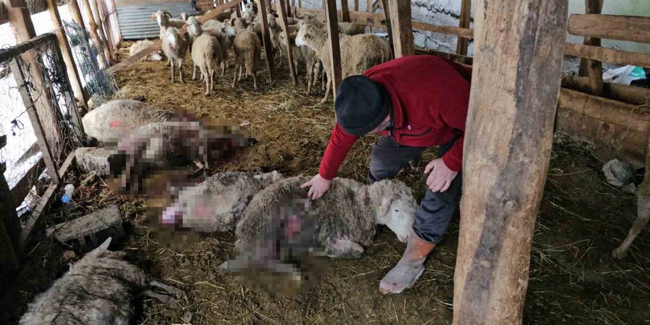 Ahıra Giren Kurtlar 25 Koyunu Telef Etti