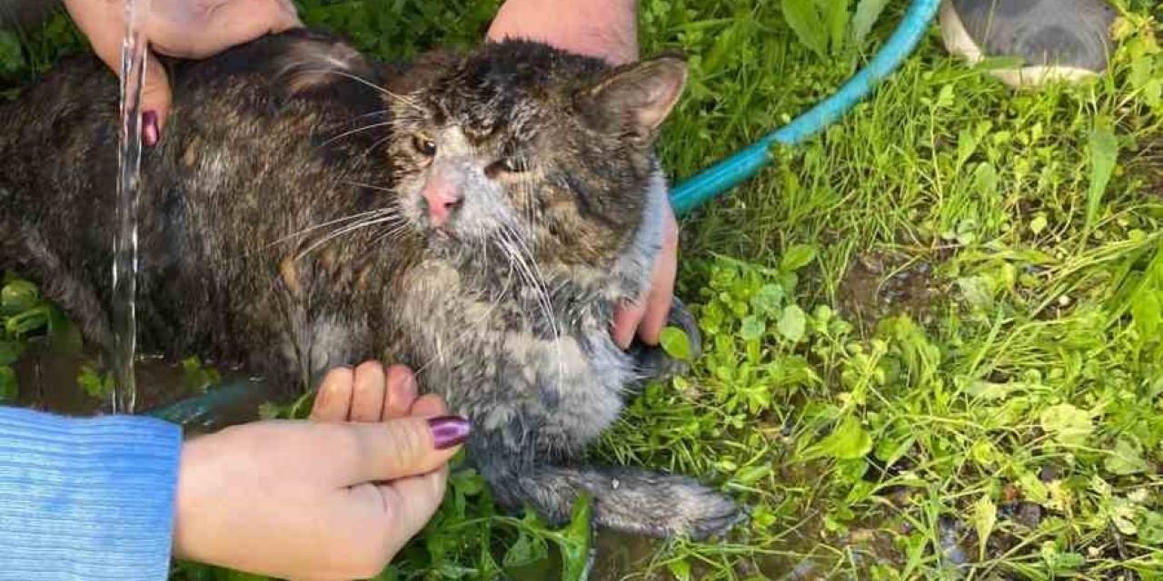 İtfaiye Ekipleri Yanan Evden 2 Kediyi Kurtardı