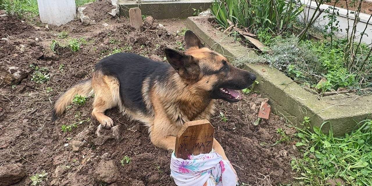 Evladı Gibi Baktığı Köpeği 52 Gündür Mezarından Ayrılmıyor