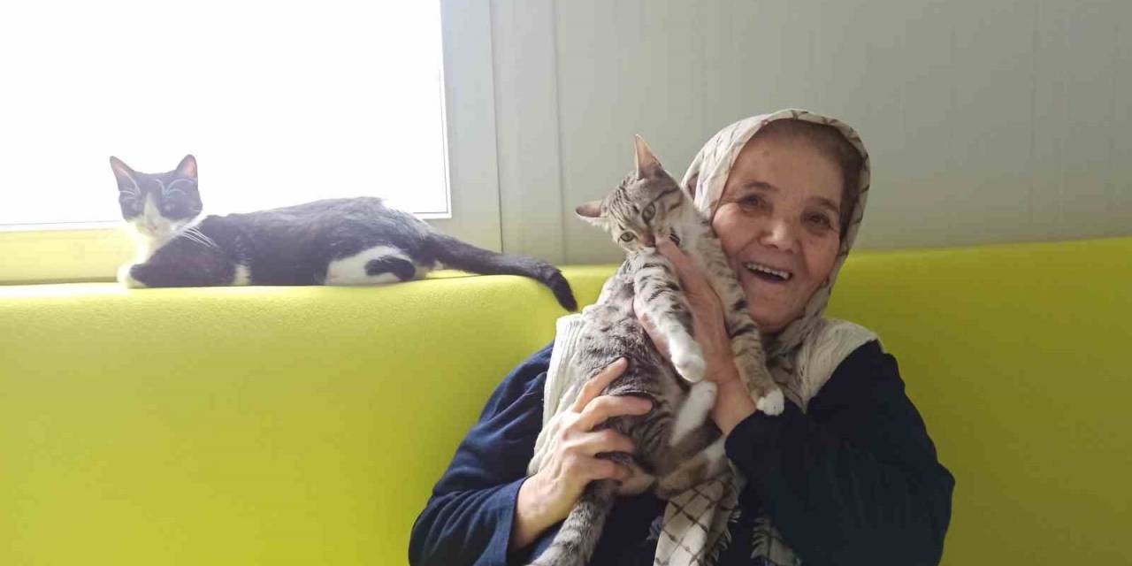 Şaziye Teyze Konteyner Evinde Kedileriyle Hayatını Sürdürüyor