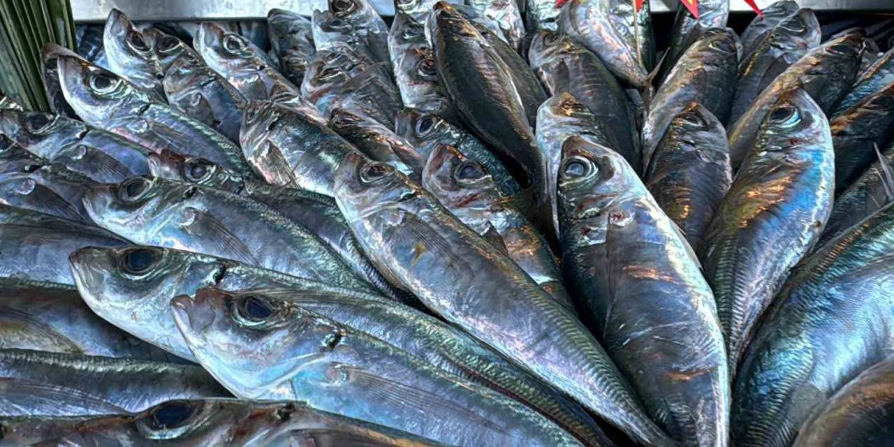 Tezgahlarda Azman Balığı Bolluğu