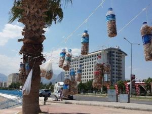 Kadınlar Sahile Atılan İzmaritleri Palmiye Ağacında Sergiledi