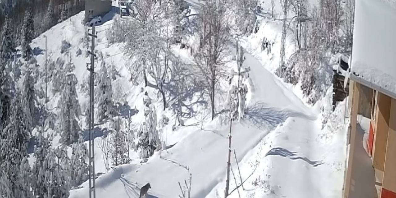 Kastamonu’da Kurt Gündüz Vakti Köye İndi