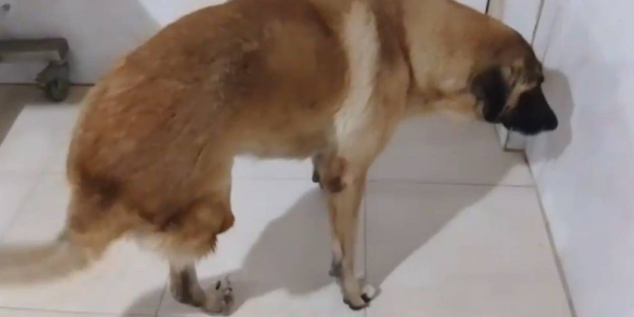 Kamyonetin Çarptığı Köpek Yaralı Kurtuldu: O Anlar Kamerada