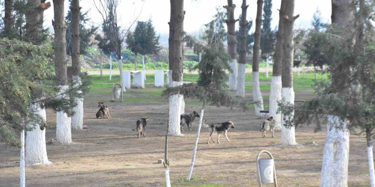 Başkan Kaya: “İncirliova Kimsenin Köpek Bırakma Alanı Değil”