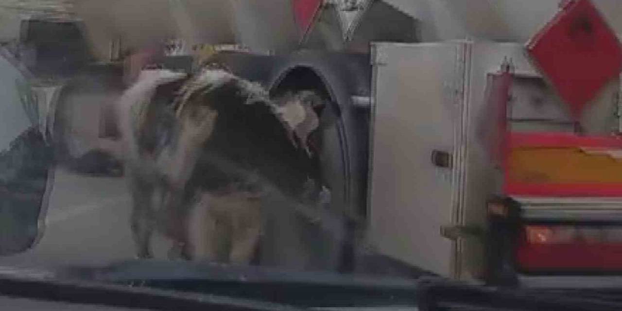 Otoyolda Gülümseten Buzağı Kovalamacası