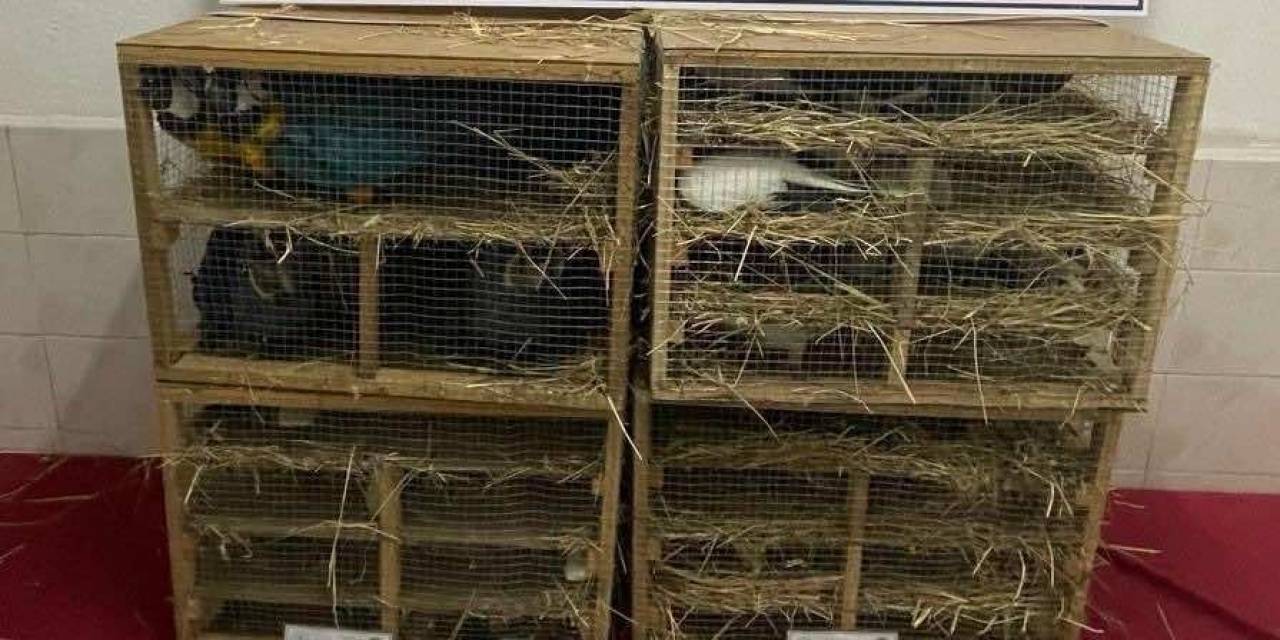 Jandarmanın Durdurduğu Araçta 124 Kaçak Kuş Ele Geçirildi