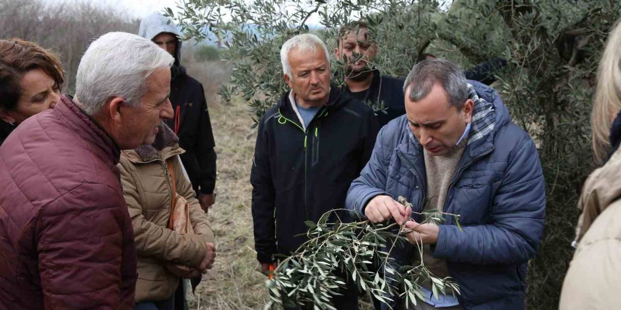 Yaşam Köyü Toprak Okulundaki Zeytin Budama Eğitimlerine Yoğun İlgi