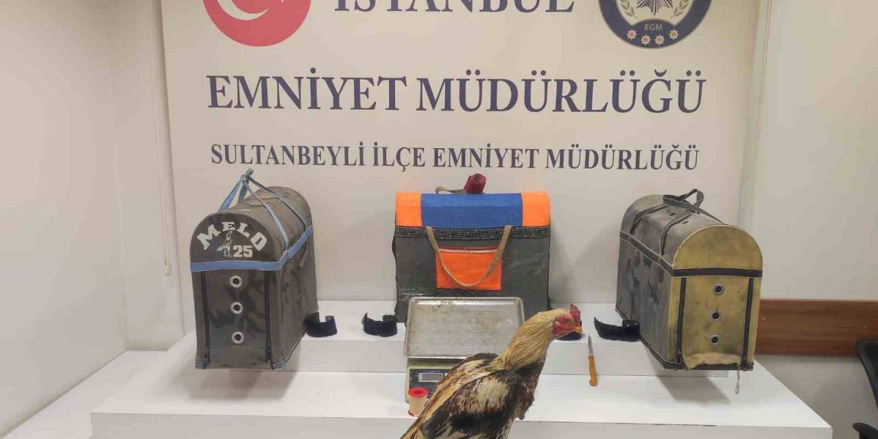 Sultanbeyli’de Horoz Dövüşçülerine Polisten Suçüstü