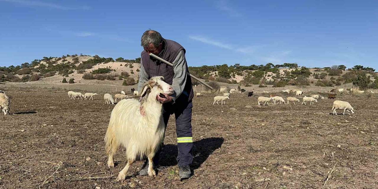 Evladı Gibi Gördüğü Hayvanları Seslenerek Yanına Çağırabiliyor