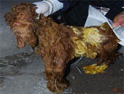 Başsız doğan kuzu şok etti!