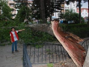 Tokat’ta Fırtınaya Dayanamayan Asırlık Çınar Ağacı Devrildi