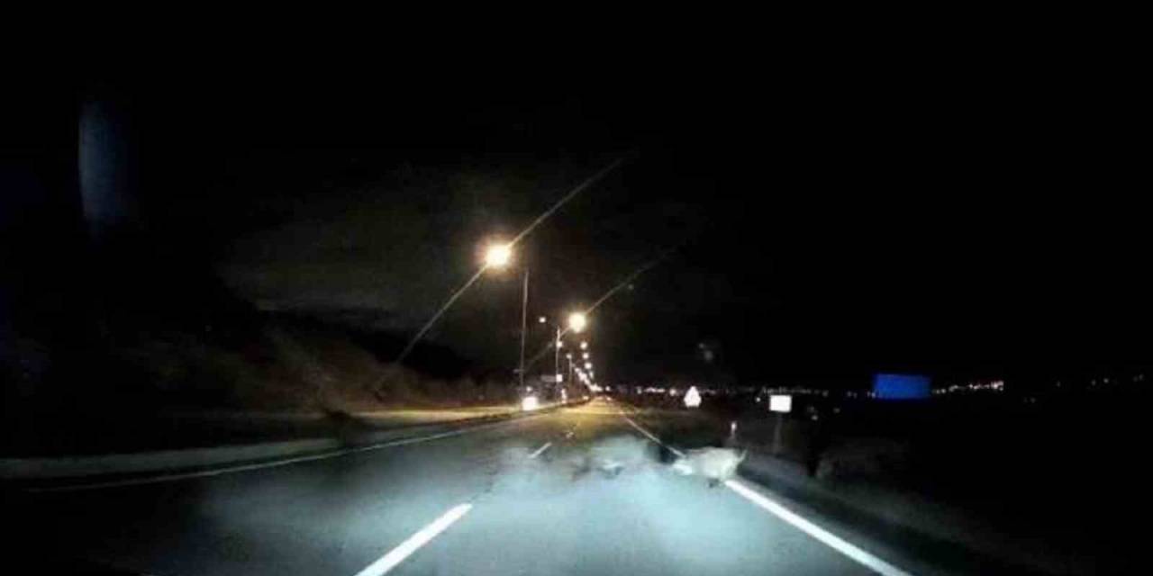 Önüne Çıkan Domuz Sürüsüne Çarptı, Kazayı Ucuz Atlattı