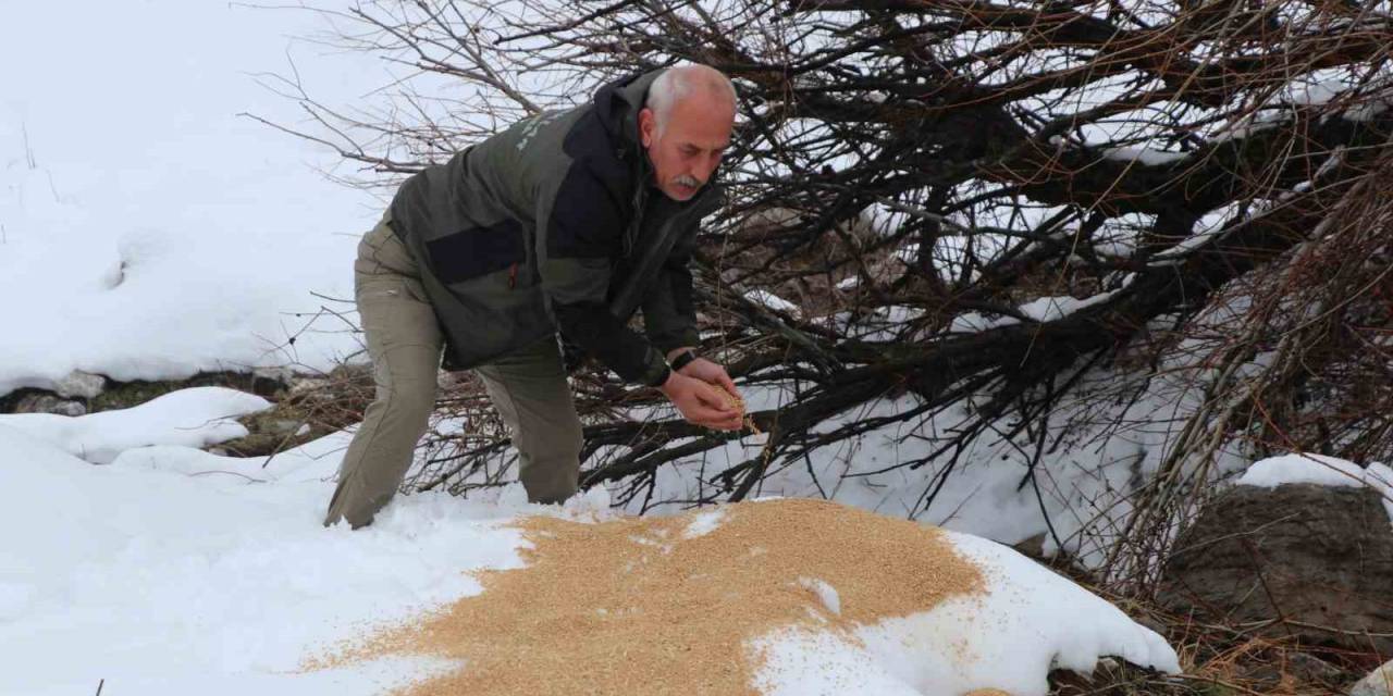 Siirt’te Kar Altındaki Yaban Hayvanlarına Yem Bırakıldı