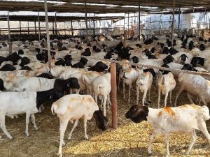 Suudi Arabistan’da Da Kurbanlıklar Pahalandı