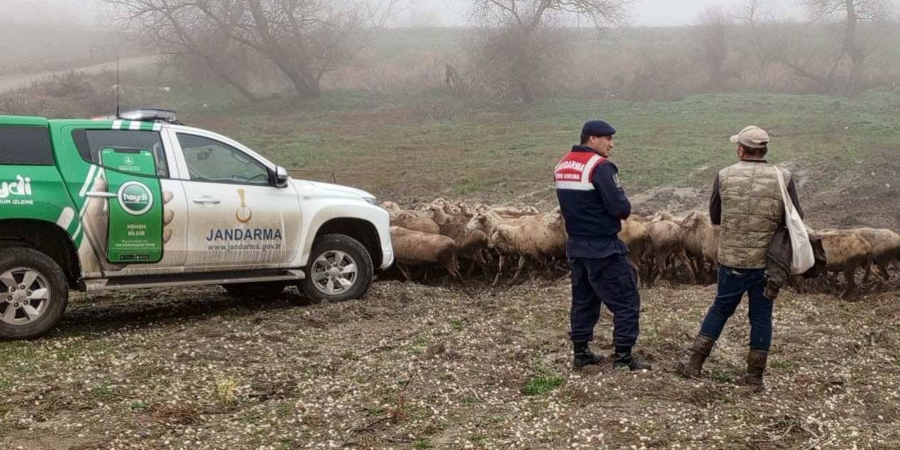 Edirne’de Çobanlara Hayvanların Hastalıktan Korunması İçin Bilgilendirme Yapıldı