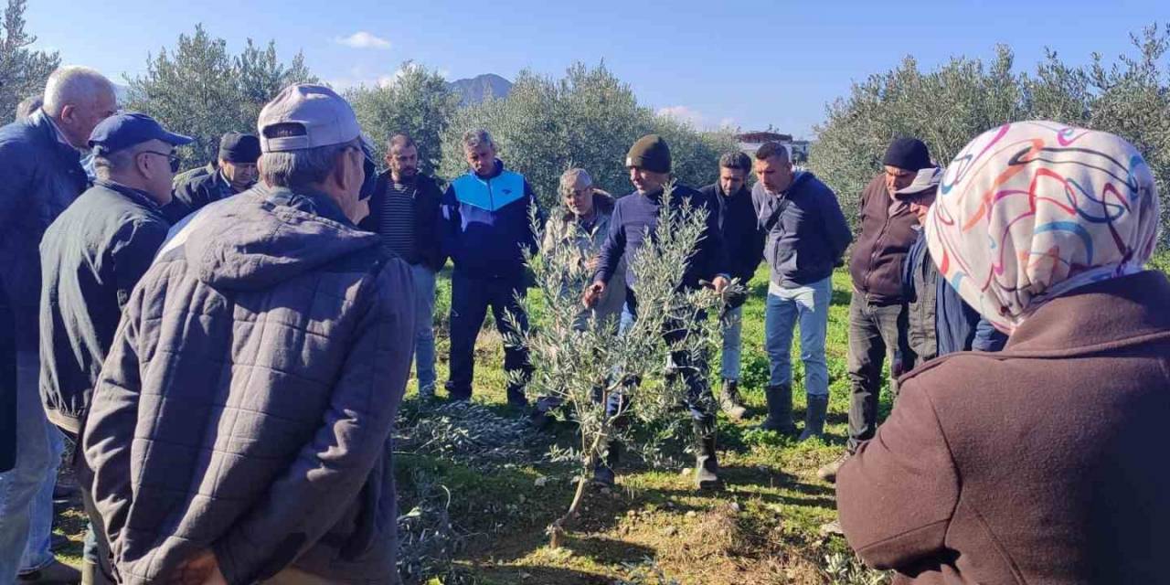 Zeytin Budamayı Uygulamalı Öğrendiler