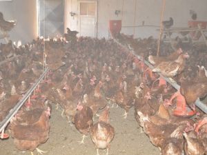 Gördüğü Haberden Etkilenip ’Gezen Tavuk Yumurtası Çiftliği’ Kurdu