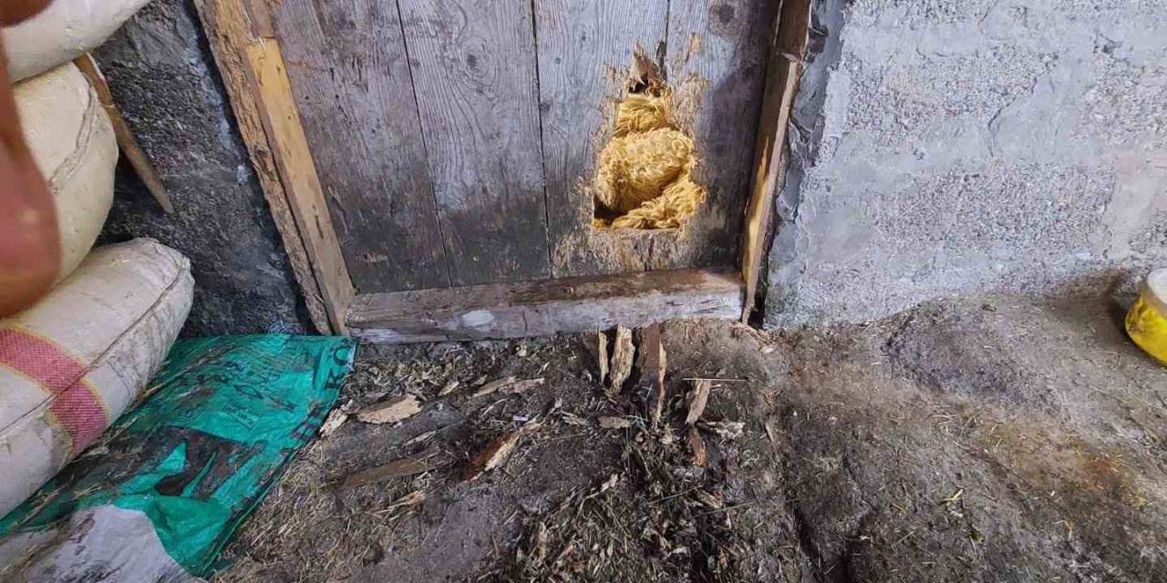 Ahıra Giren Kurt 10 Koyunu Telef Etti