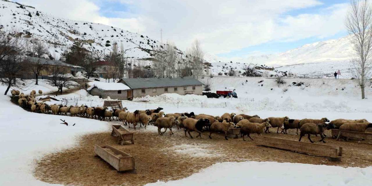 Koyunların Kuzulama Dönemi Başladı