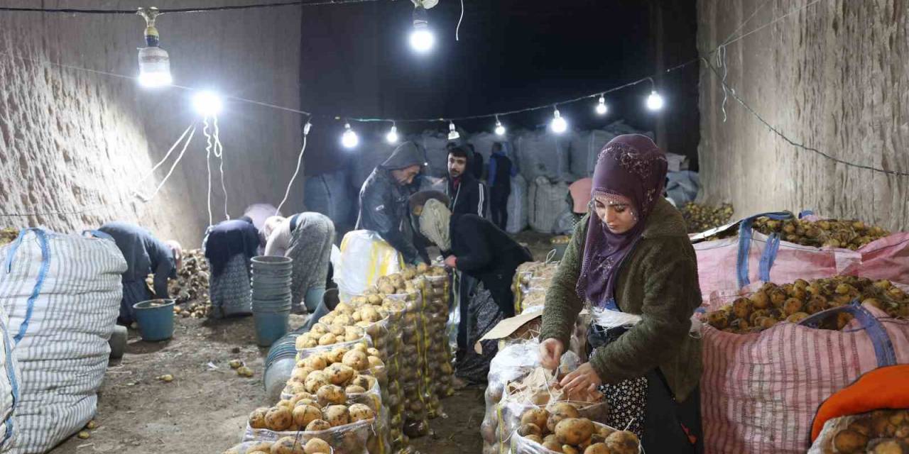 Türkiye’nin Patates İhtiyacı Kapadokya’daki Depolardan Karşılanıyor