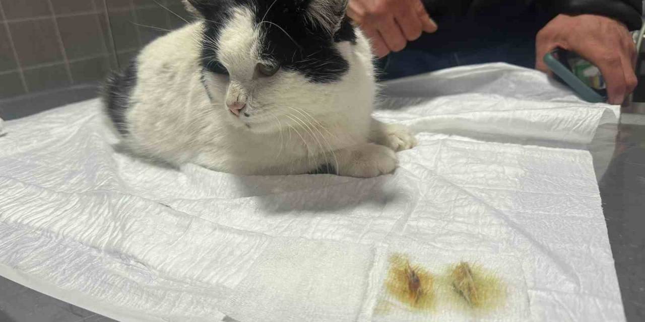 Endoskopi Yapılan Kedinin Midesinden Çıkanlar Pes Dedirtti