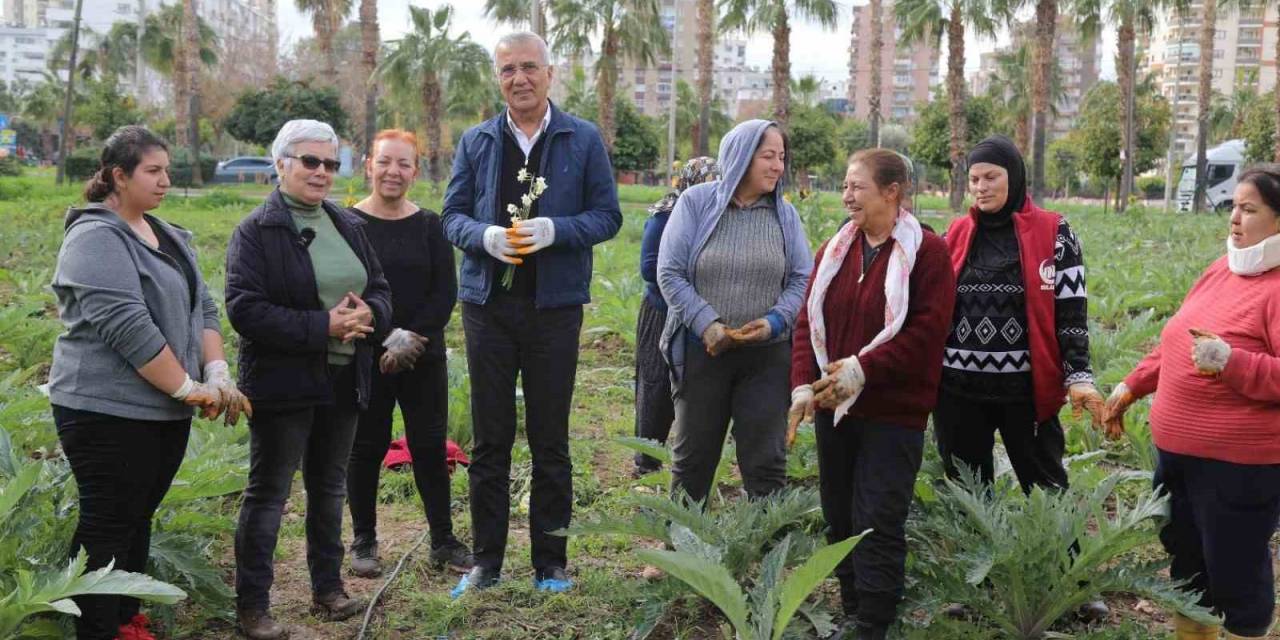 Mezitli’nin Kadınları Enginar Üretiyor