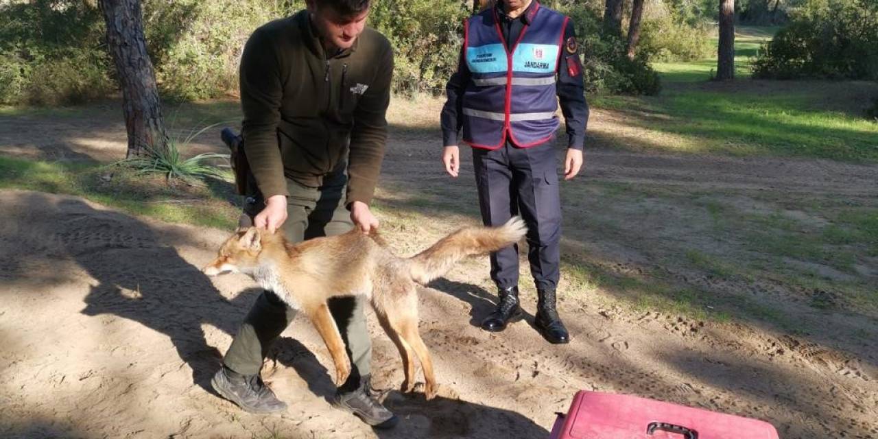 Jandarmanın Ormanda Bulduğu Yaralı Yavru Tilki Koruma Altına Alındı