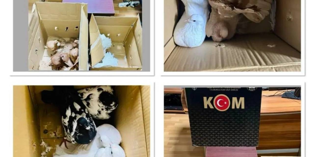 Kırklareli’de Yurda Kaçak Yollarla Getirilen Güvercinler Ele Geçirildi