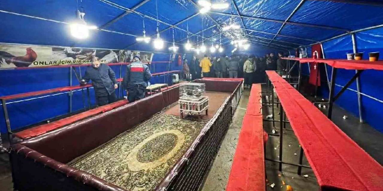 Kümes Hayvanlarını Koruma Derneğine ‘Horoz Dövüşü’ Operasyonu