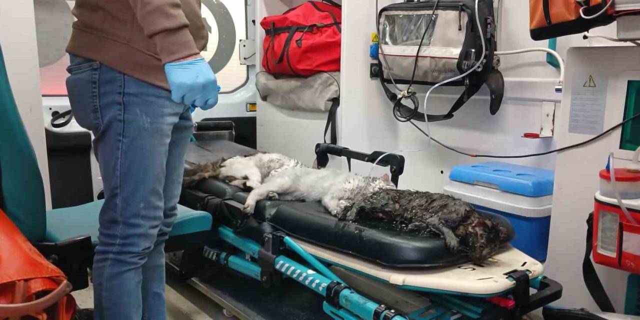 Esenyurt’ta Bir Evde Çıkan Yangın 4 Yaşındaki Çocuğun Dikkatiyle Annesi Ve 8 Evcil Hayvan Kurtuldu