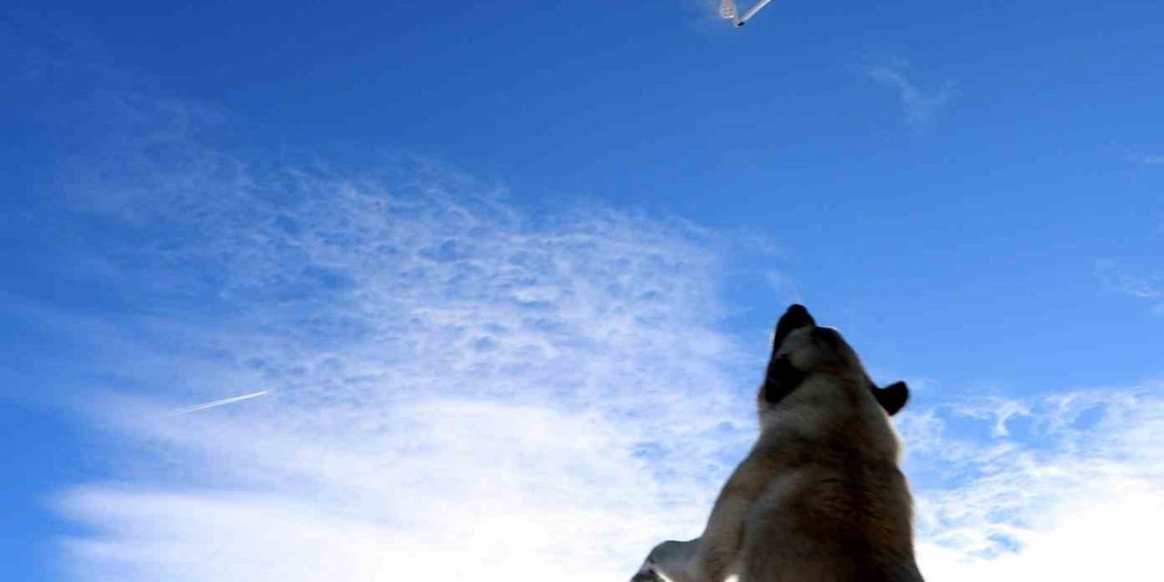 Havadaki Droneyi Yakalamaya Çalışan Köpek İlginç Görüntü Oluşturdu
