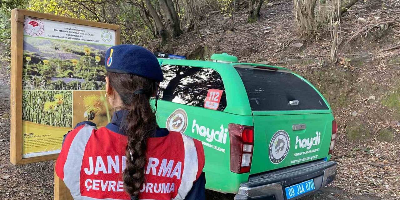 Bu Bitkileri Koparmanın Cezası 245 Bin Tl