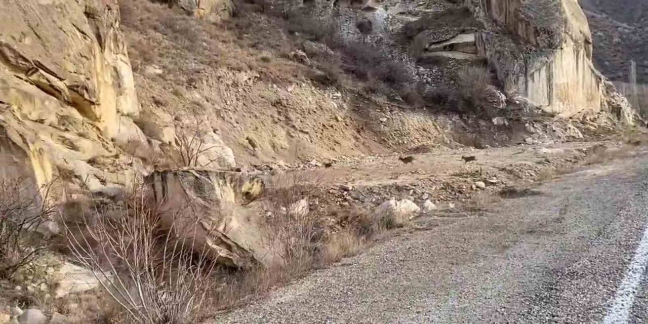 Dağ Keçileri Yol Kenarına İndi