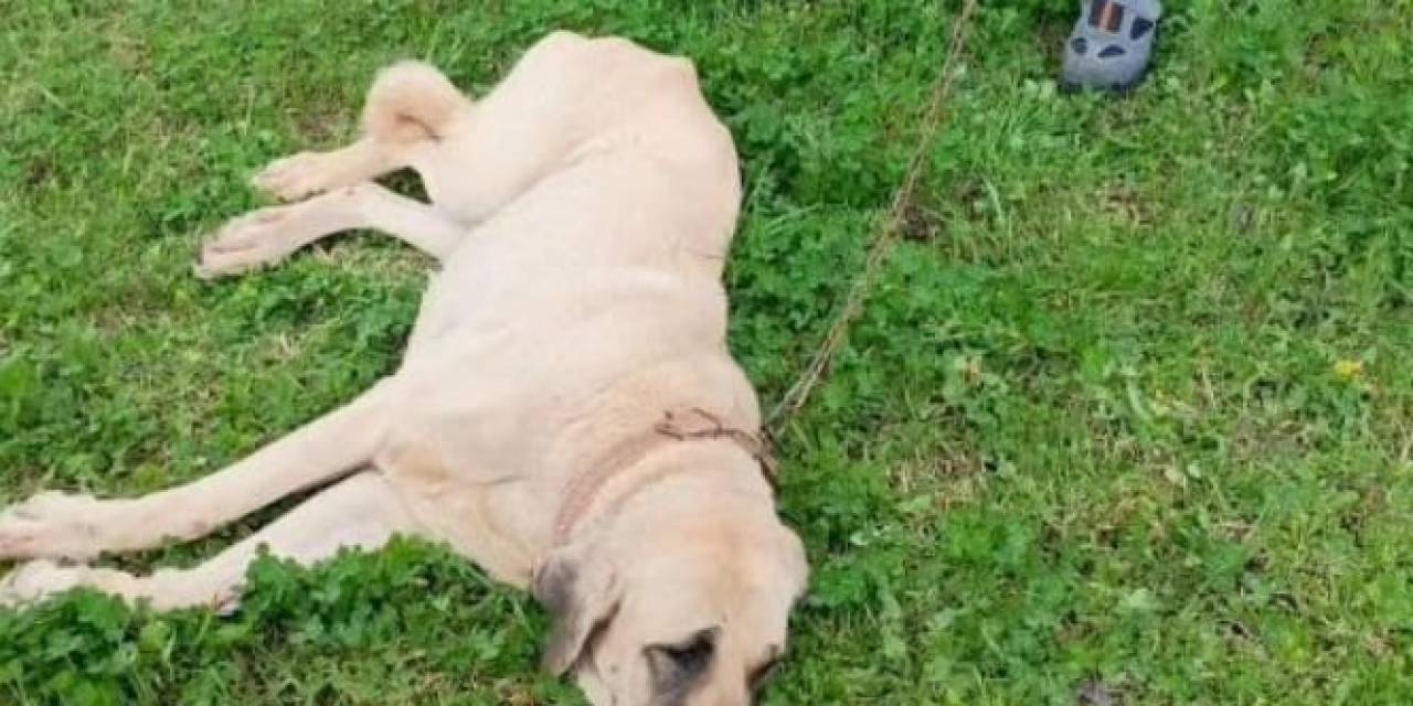 Otomobilin Çarpıp Kaçtığı Köpek Tedavi Altına Alındı