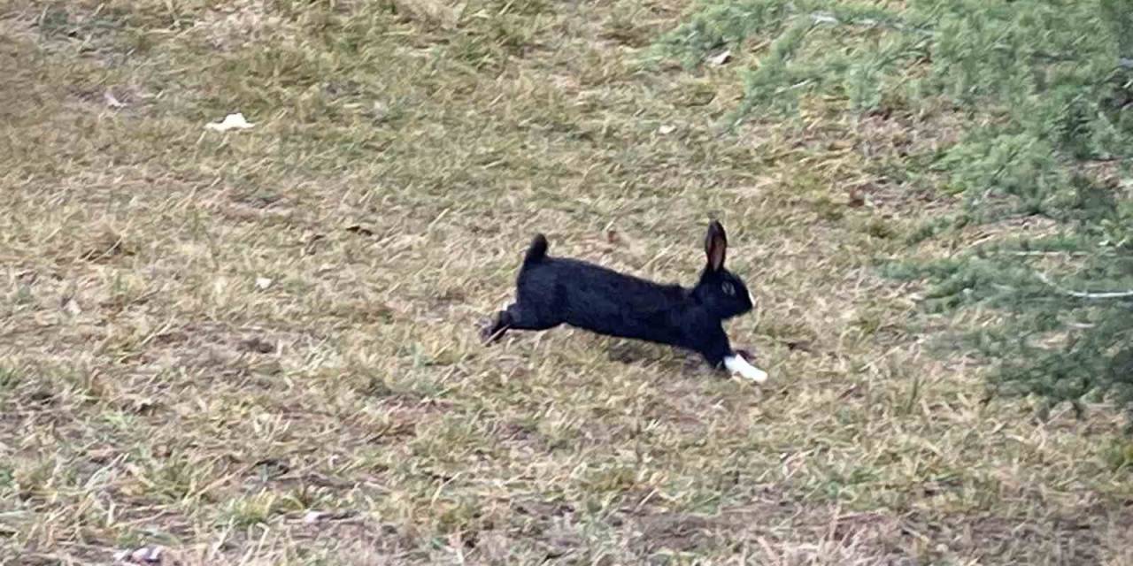 Tavşanlar Kaçtı, Ekipler Tuttu