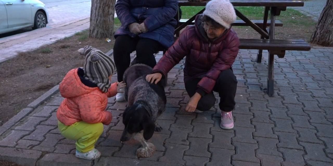 Atakum’da Sokak Hayvanları İçin Yoğun Mesai: 3 Bin 572 Yaralı Sokak Hayvanına Müdahale Edildi