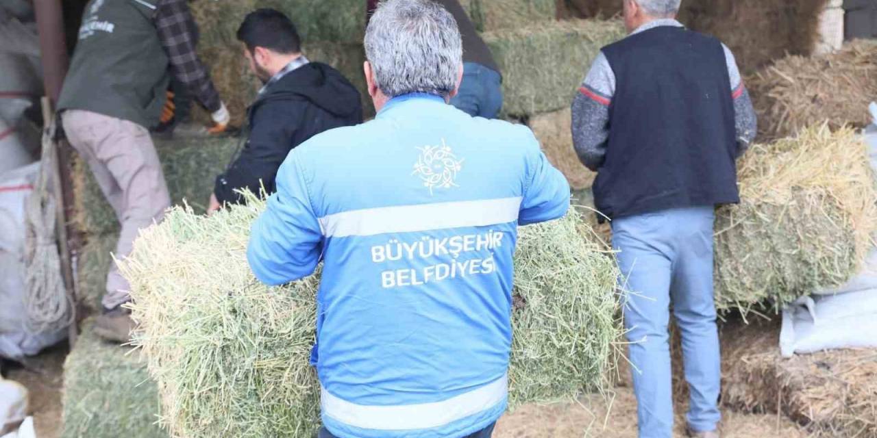 Başkan Çerçioğlu’ndan Üreticiye Yem Ve Yonca Desteği