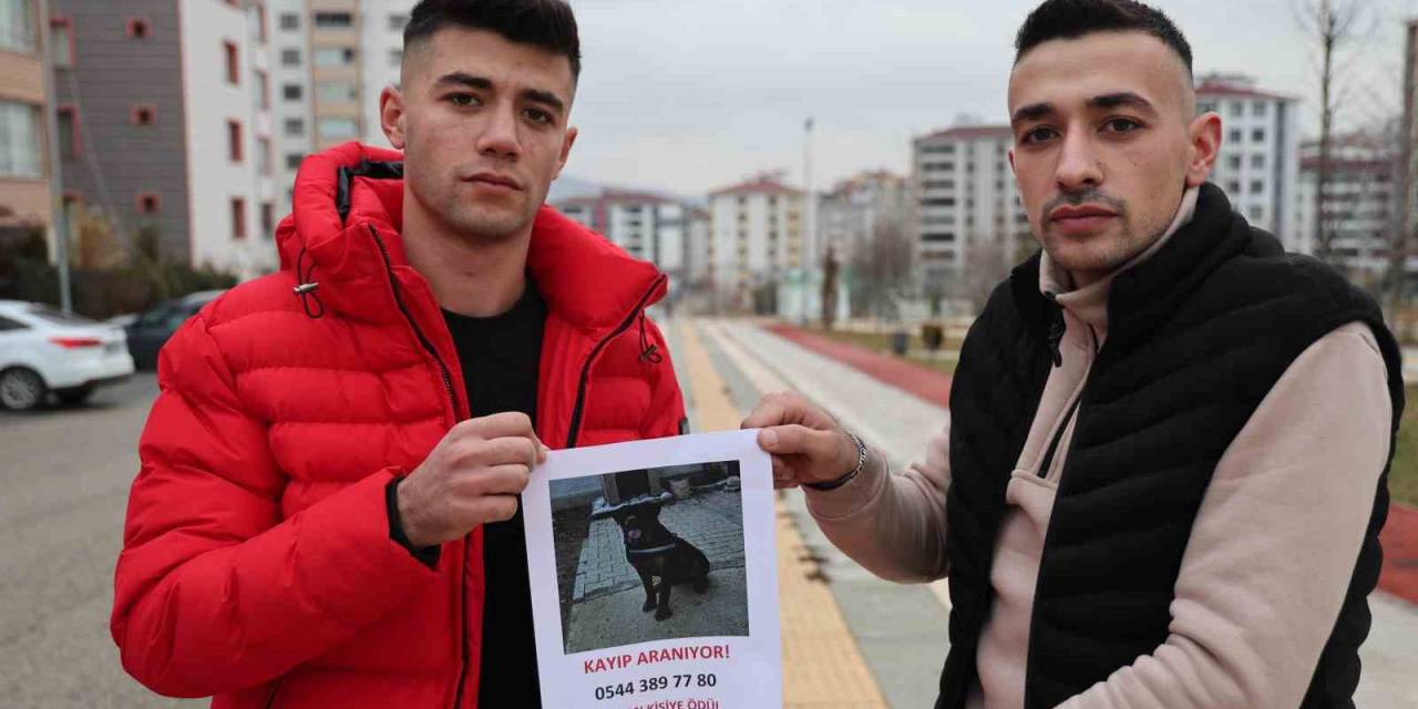 Sokak Sokak Gezerek Köpeğini Arıyor, Bulana Ödül Verecek