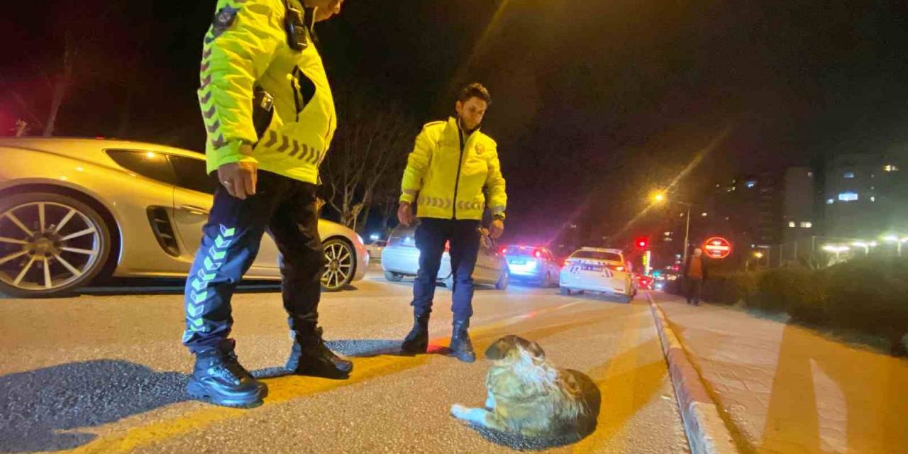 Polisin İçleri Isıtan Sokak Köpeği Nöbeti