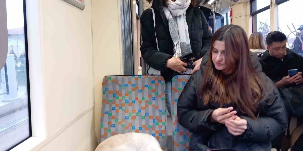 Soğukta Üşüyen Köpek Sıcak Tramvaya Sığındı