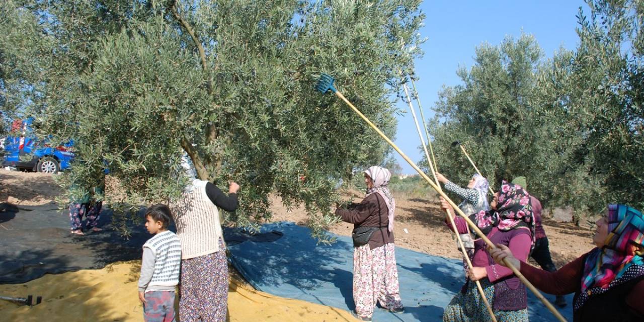 Mudanya’dan Bu Yıl 4 Bin 500 Ton Zeytin Çıktı