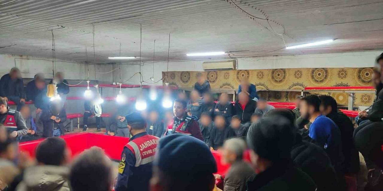 Jandarmadan Horoz Dövüşü Baskını