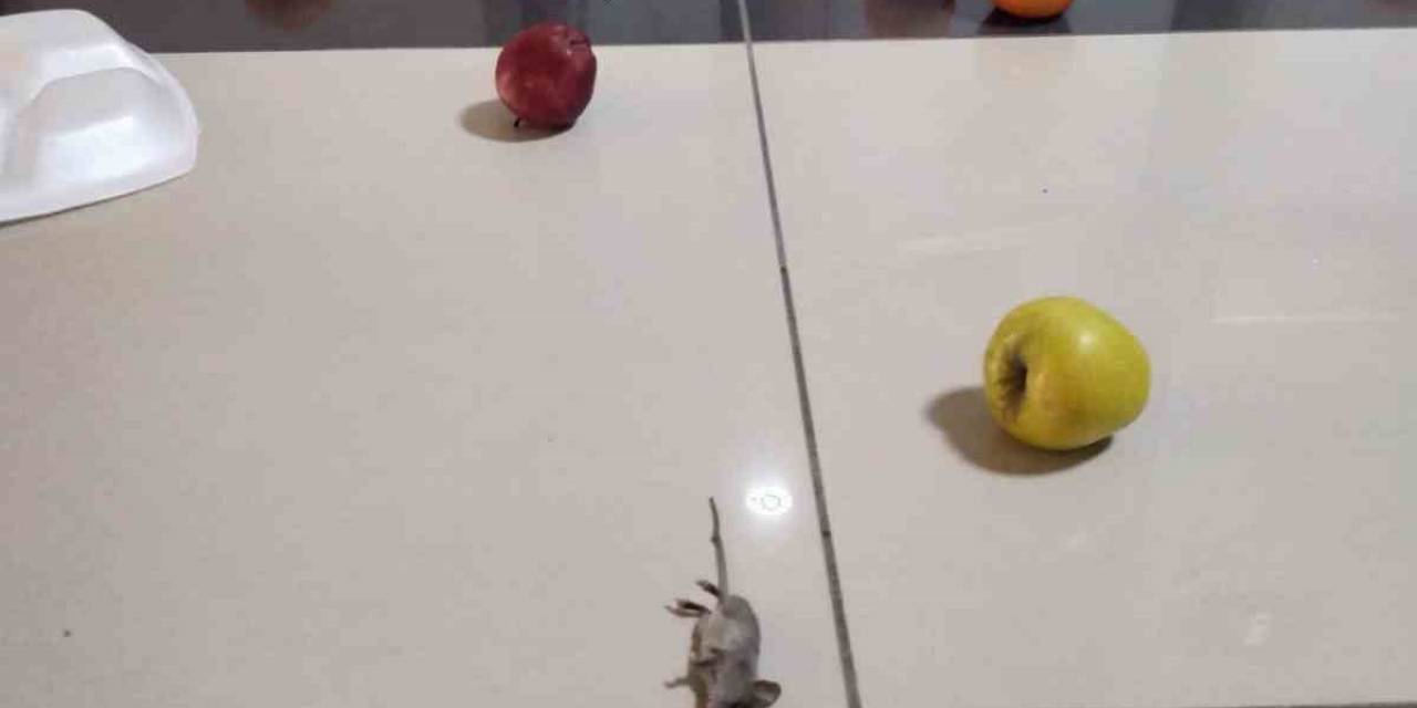 Afyonkarahisar Sağlık Bilimleri Üniversitesi Hastanesi’nde, Hasta Odasını Fareler Bastı