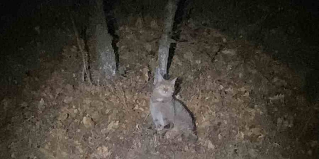 Tokat’ta Nesli Tükenme Tehlikesi Altında Olan Yaban Kedisi Görüntülendi
